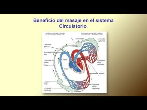 Beneficio del masaje en el sistema Circulatorio.