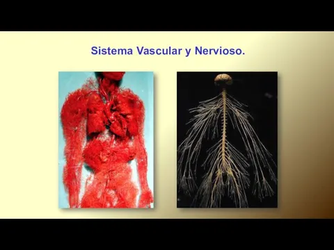 Sistema Vascular y Nervioso.