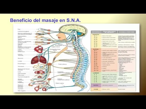 Beneficio del masaje en S.N.A.