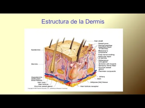 Estructura de la Dermis.