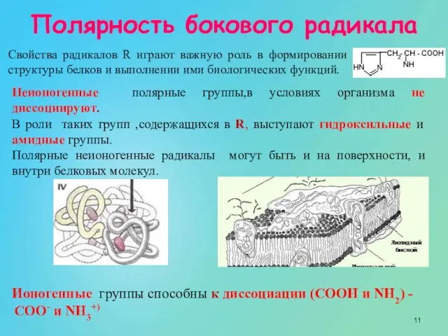 Свойства радикалов R играют важную роль в формировании структуры белков и