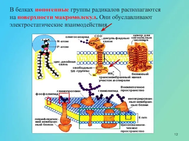 В белках ионогенные группы радикалов располагаются на поверхности макромолекул. Они обуславливают электростатические взаимодействия.