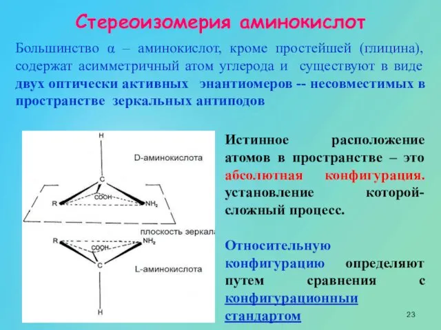 Стереоизомерия аминокислот Большинство α – аминокислот, кроме простейшей (глицина), содержат асимметричный