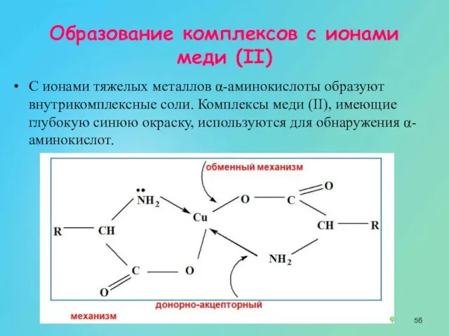 Образование комплексов с ионами меди (II) С ионами тяжелых металлов α-аминокислоты