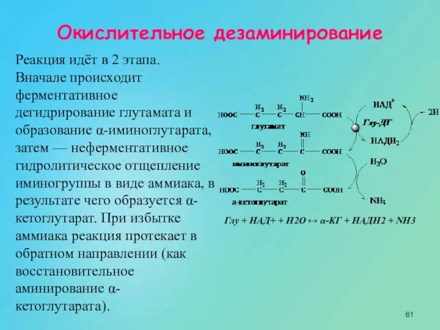 Окислительное дезаминирование Реакция идёт в 2 этапа. Вначале происходит ферментативное дегидрирование