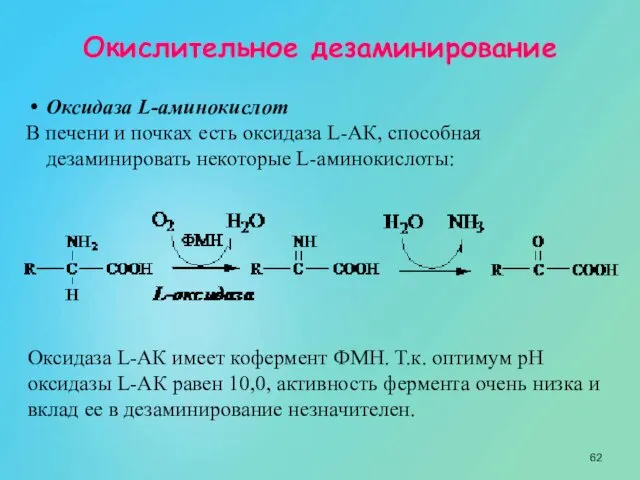 Окислительное дезаминирование Оксидаза L-аминокислот В печени и почках есть оксидаза L-АК,