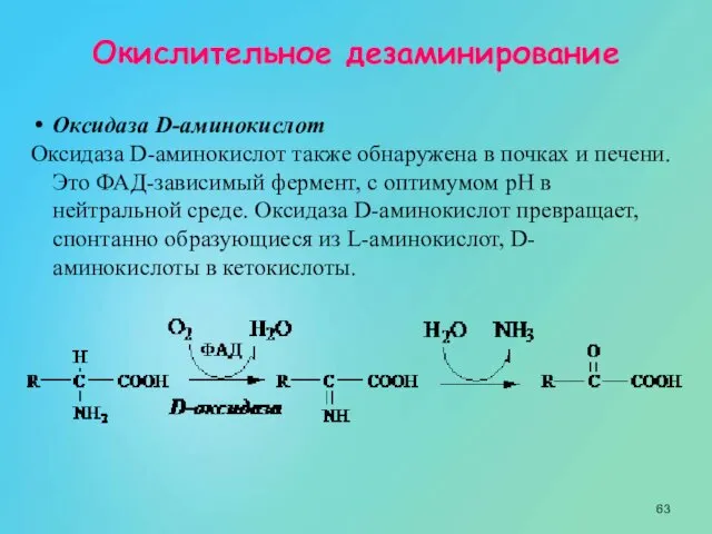 Окислительное дезаминирование Оксидаза D-аминокислот Оксидаза D-аминокислот также обнаружена в почках и