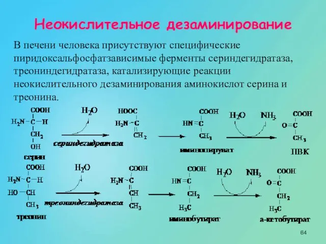 Неокислительное дезаминирование В печени человека присутствуют специфические пиридоксальфосфатзависимые ферменты сериндегидратаза, треониндегидратаза,