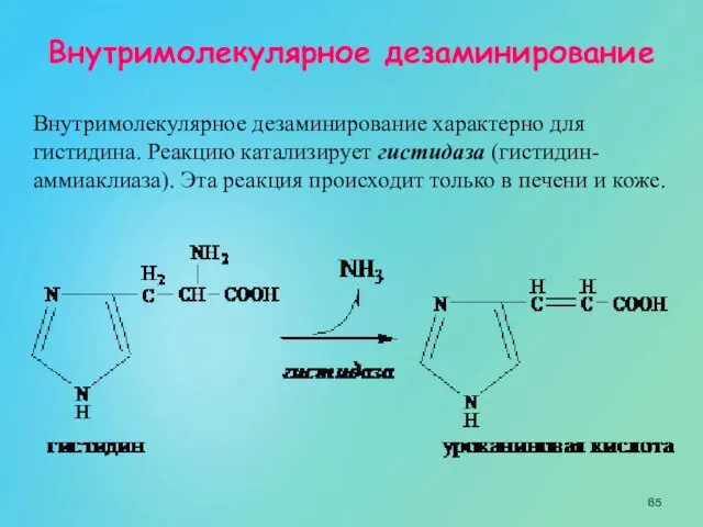 Внутримолекулярное дезаминирование Внутримолекулярное дезаминирование характерно для гистидина. Реакцию катализирует гистидаза (гистидин-аммиаклиаза).