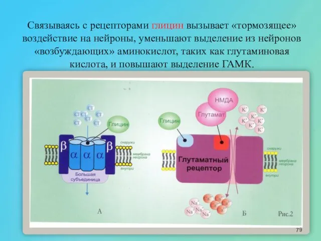 Связываясь с рецепторами глицин вызывает «тормозящее» воздействие на нейроны, уменьшают выделение