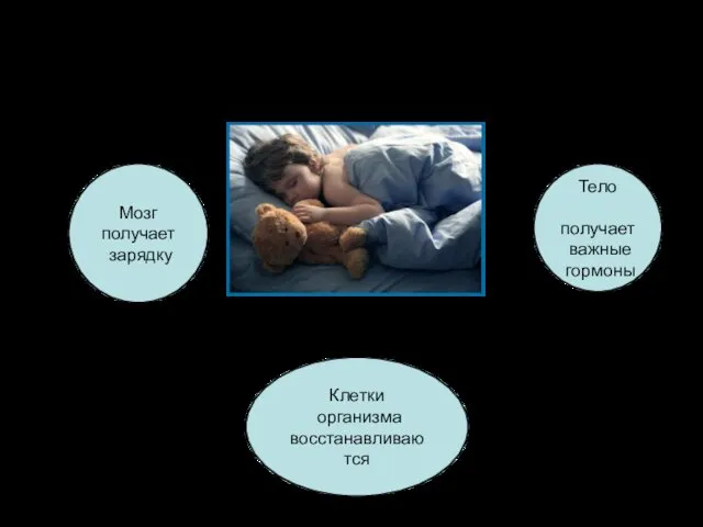 Что происходит во время сна? Мозг получает зарядку Клетки организма восстанавливаются Тело получает важные гормоны