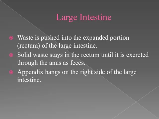 Large Intestine Waste is pushed into the expanded portion (rectum) of