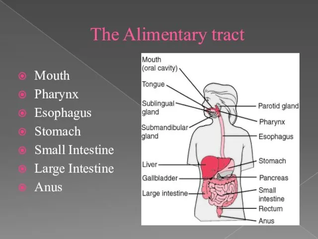 The Alimentary tract Mouth Pharynx Esophagus Stomach Small Intestine Large Intestine Anus