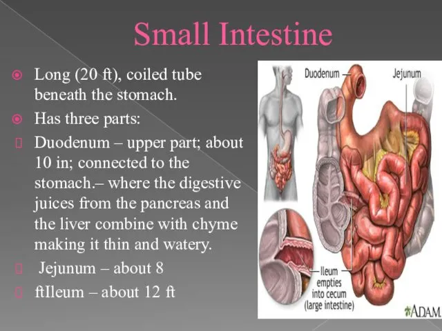 Small Intestine Long (20 ft), coiled tube beneath the stomach. Has