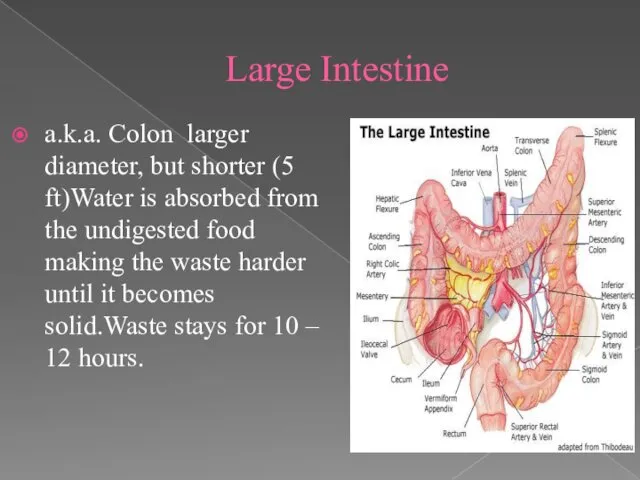 Large Intestine a.k.a. Colon larger diameter, but shorter (5 ft)Water is