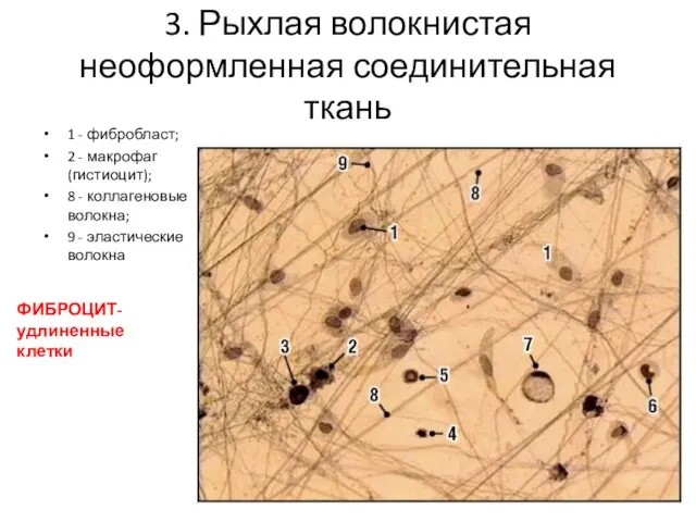 3. Рыхлая волокнистая неоформленная соединительная ткань 1 - фибробласт; 2 -