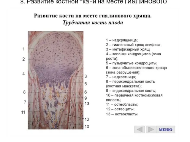 8. Развитие костной ткани на месте гиалинового хряща