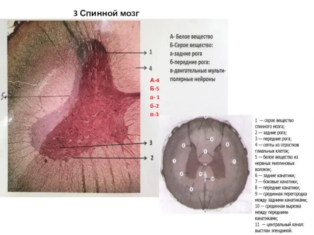 3 Спинной мозг А-4 Б-5 а- 1 б-2 в-3