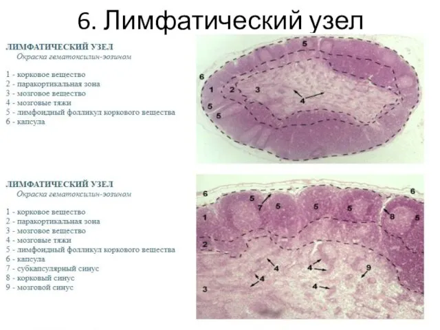 6. Лимфатический узел