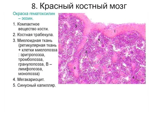 8. Красный костный мозг