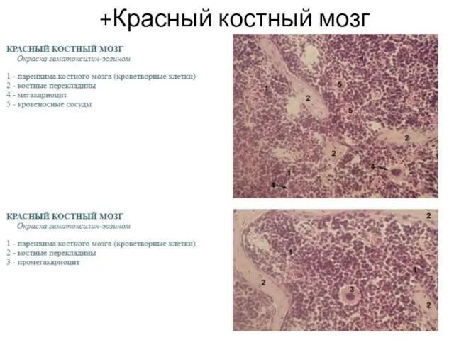 +Красный костный мозг