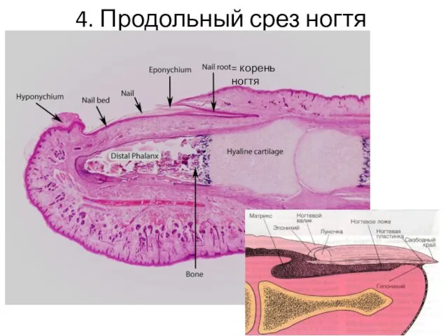 4. Продольный срез ногтя = корень ногтя