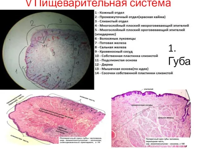 V Пищеварительная система 1.Губа