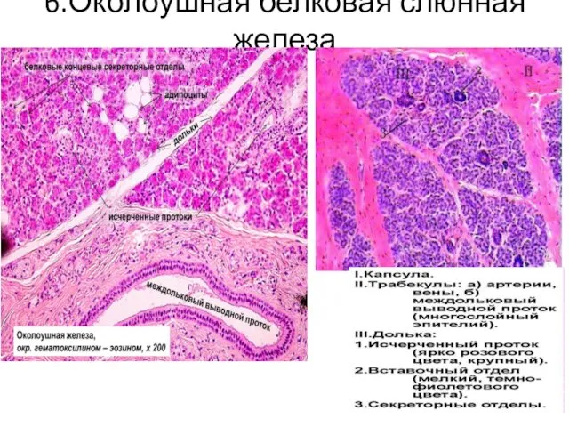 6.Околоушная белковая слюнная железа