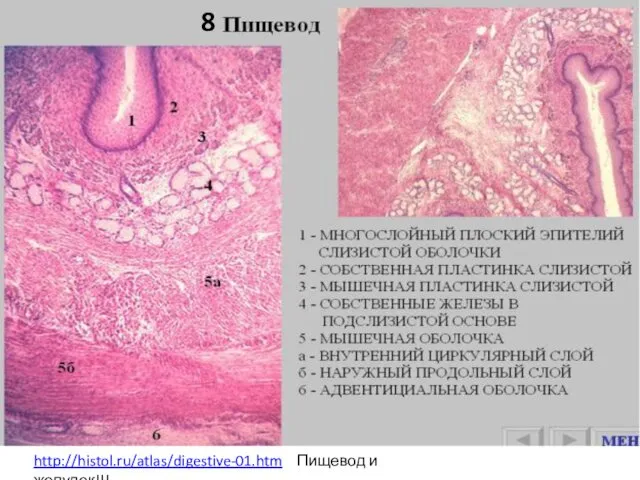 8 http://histol.ru/atlas/digestive-01.htm Пищевод и желудок!!!