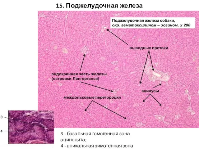 15. Поджелудочная железа 3 - базальная гомогенная зона ациноцита; 4 - апикальная зимогенная зона ациноцита;