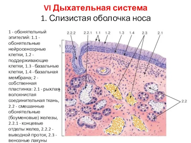 VI Дыхательная система 1. Слизистая оболочка носа 1 - обонятельный эпителий: