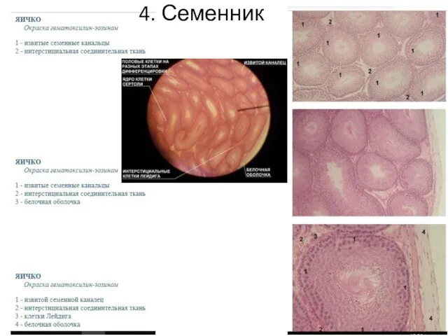 4. Семенник