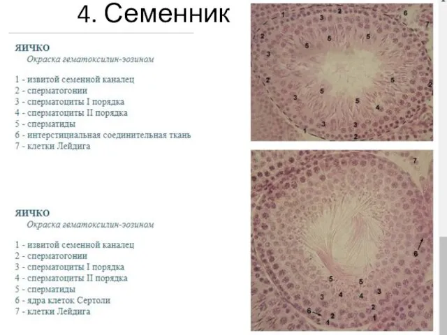 4. Семенник