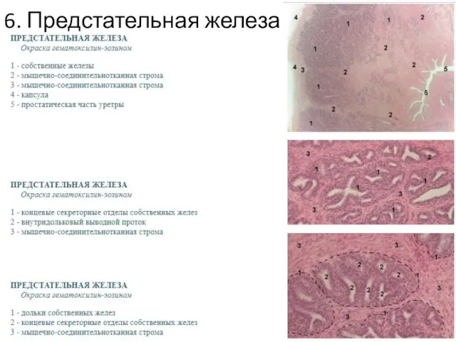 6. Предстательная железа