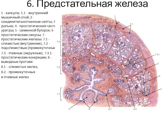 6. Предстательная железа 1 - капсула: 1.1 - внутренний мышечный слой;