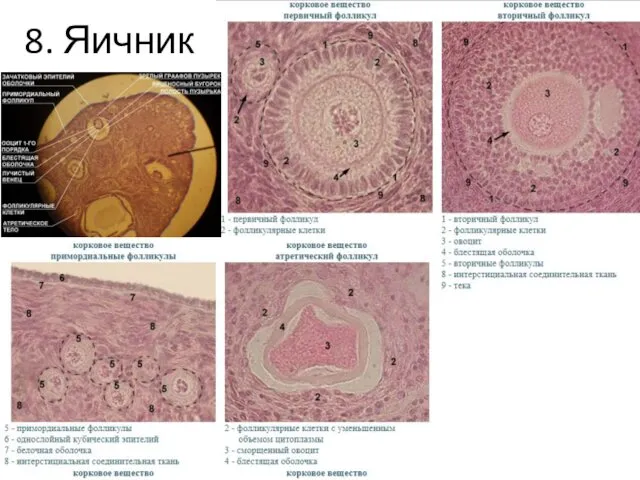 8. Яичник