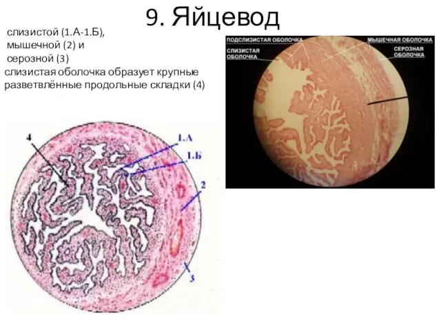 9. Яйцевод слизистой (1.А-1.Б), мышечной (2) и серозной (3) слизистая оболочка