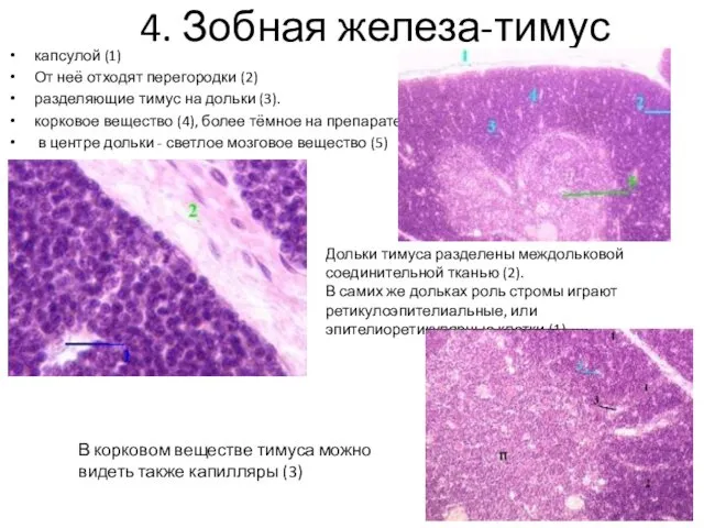 4. Зобная железа-тимус капсулой (1) От неё отходят перегородки (2) разделяющие