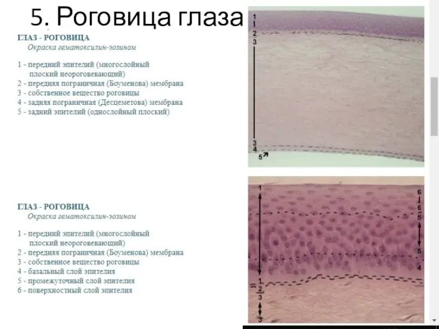 5. Роговица глаза