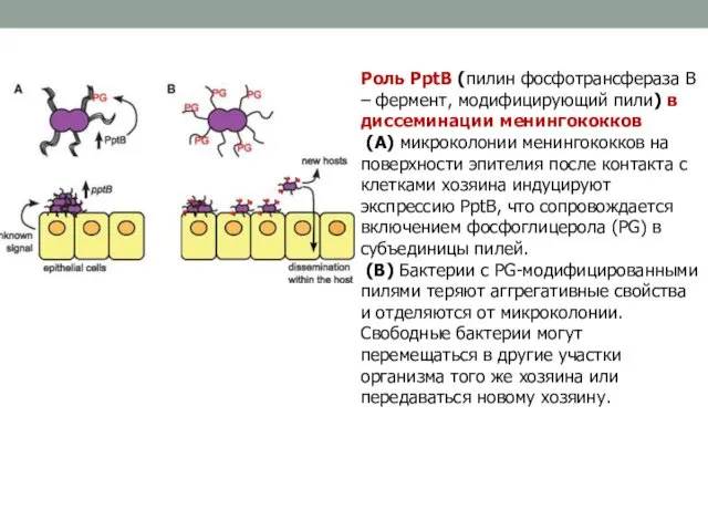 Роль PptB (пилин фосфотрансфераза В – фермент, модифицирующий пили) в диссеминации