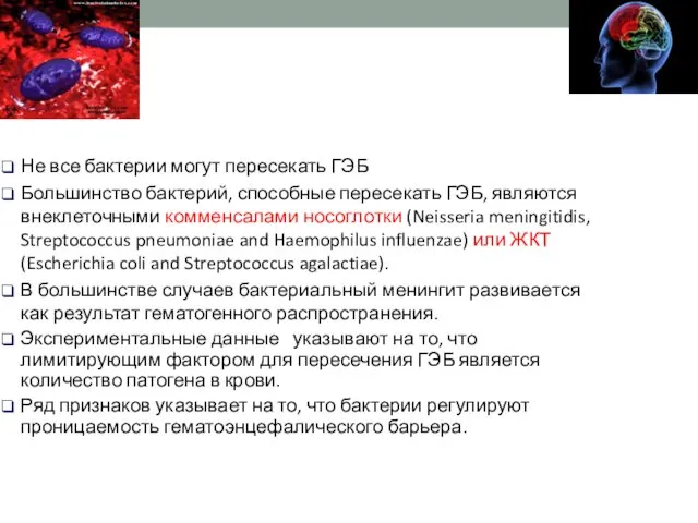 Не все бактерии могут пересекать ГЭБ Большинство бактерий, способные пересекать ГЭБ,