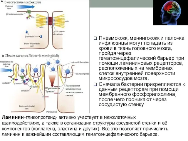 Пневмококк, менингококк и палочка инфлюэнцы могут попадать из крови в ткань