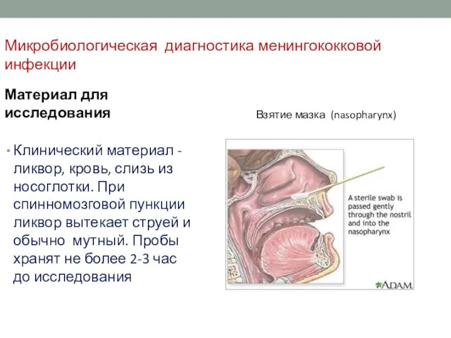 Микробиологическая диагностика менингококковой инфекции Материал для исследования Клинический материал - ликвор,