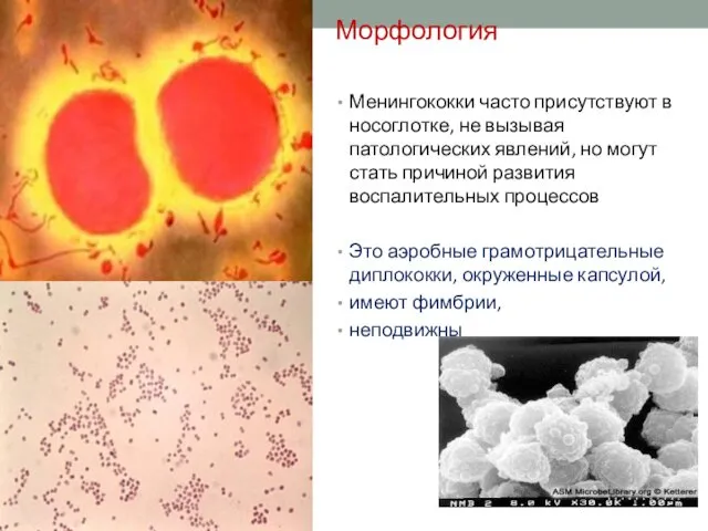 Морфология Менингококки часто присутствуют в носоглотке, не вызывая патологических явлений, но