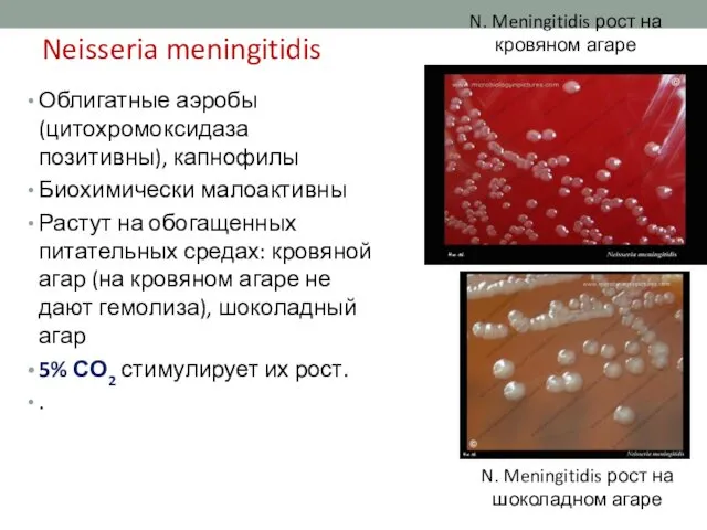 Neisseria meningitidis Облигатные аэробы (цитохромоксидаза позитивны), капнофилы Биохимически малоактивны Растут на