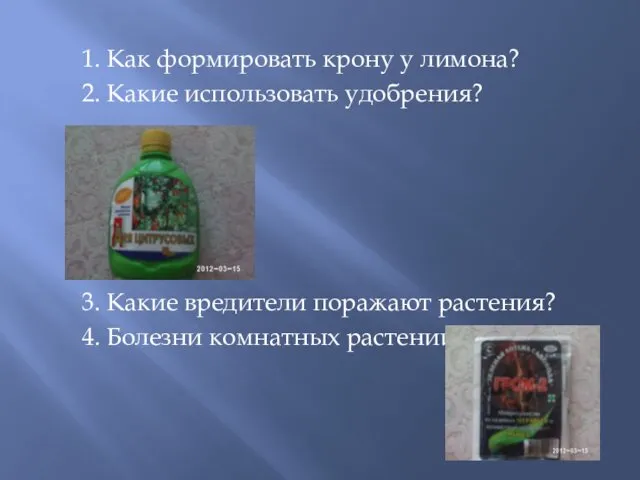 1. Как формировать крону у лимона? 2. Какие использовать удобрения? 3.