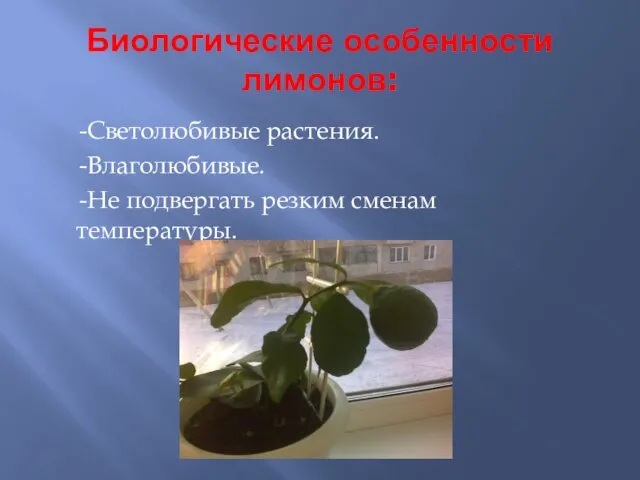 Биологические особенности лимонов: -Светолюбивые растения. -Влаголюбивые. -Не подвергать резким сменам температуры.