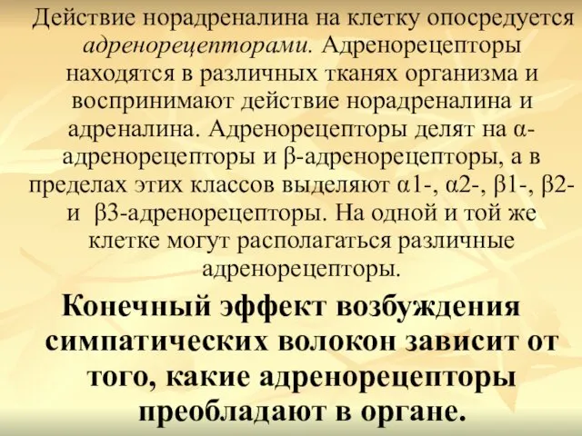 Действие норадреналина на клетку опосредуется адренорецепторами. Адренорецепторы находятся в различных тканях