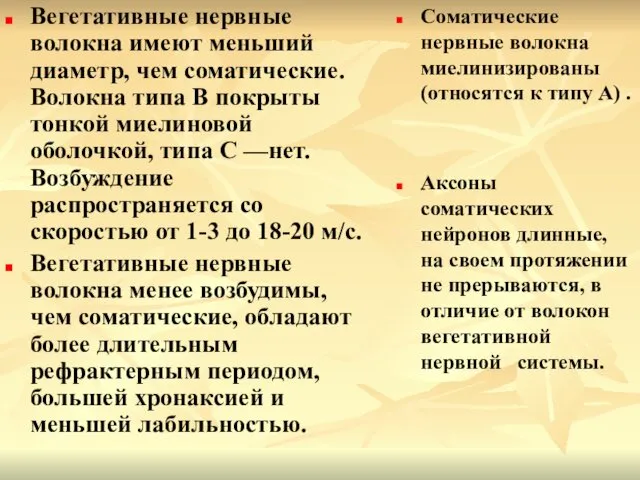 Вегетативные нервные волокна имеют меньший диаметр, чем соматические. Волокна типа В