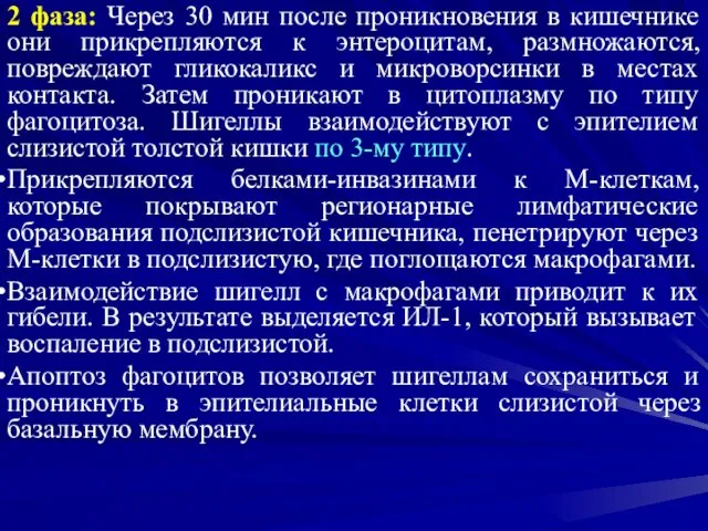 2 фаза: Через 30 мин после проникновения в кишечнике они прикрепляются